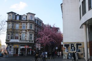 Die Kirschblüte in der Altstadt von Bonn