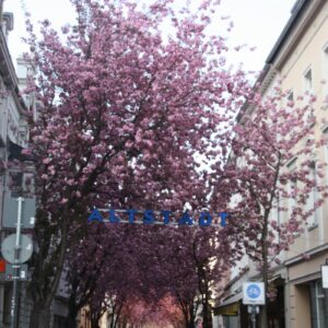 Die Kirschblüte in der Altstadt von Bonn Die Kirschblüte in der Altstadt von Bonn