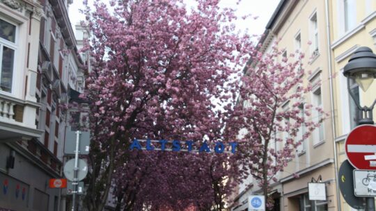 Die Kirschblüte in der Altstadt von Bonn