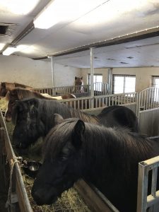 Sheep & Horse Farm Kopareykir - Islandpferde