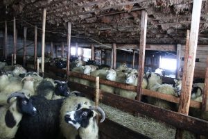 Sheep & Horse Farm Kopareykir - Island Schafe